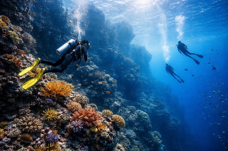 Marine Biologists Document Rare Deep-Sea Species Off Coastal Waters